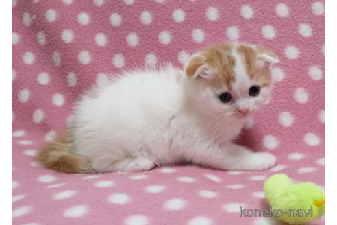 成約済の愛知県のスコティッシュフォールド(折れ耳)-86125の4枚目